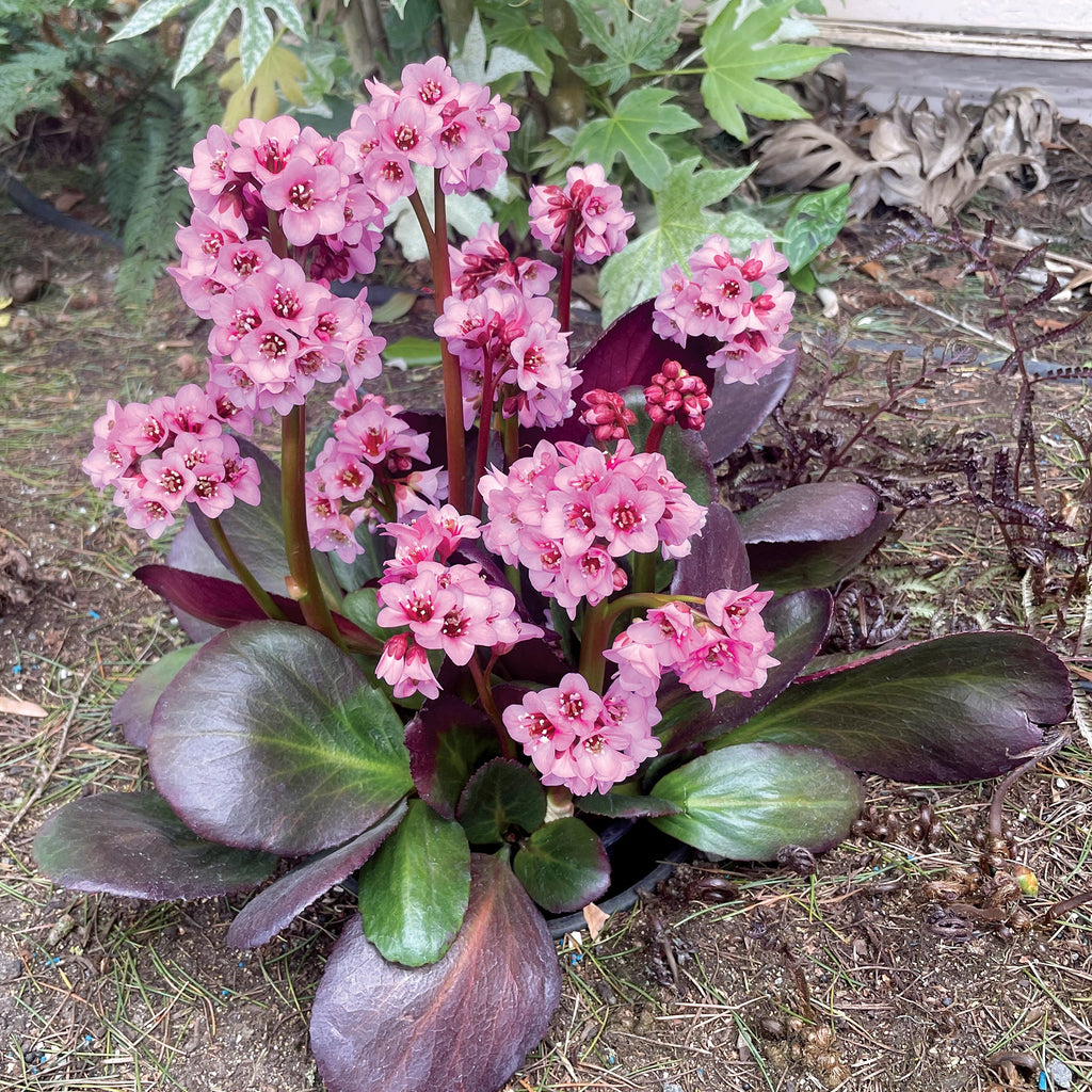 Bergenia Vintage™ 'Blush'