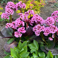Bergenia Vintage™ 'Blush'