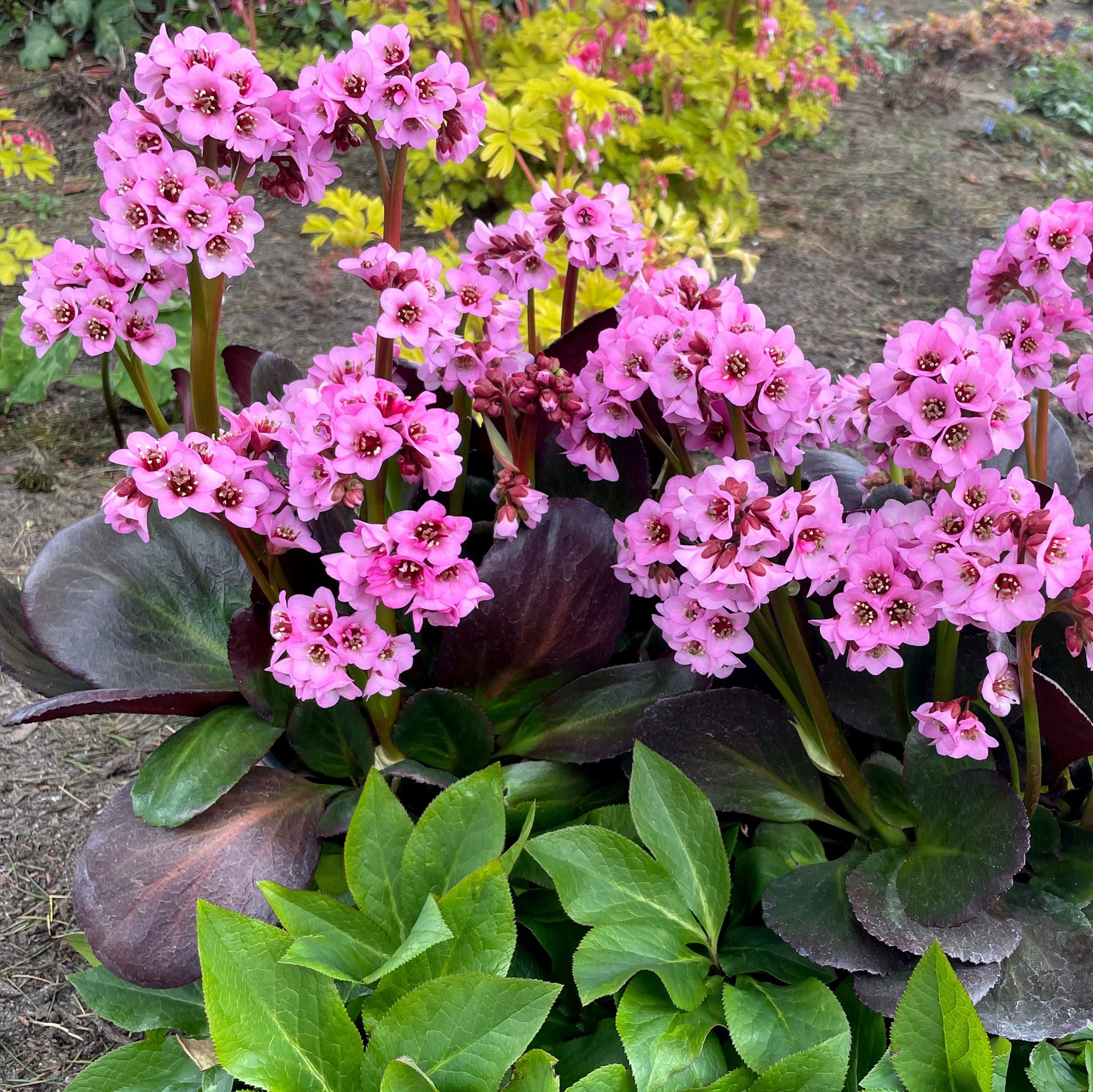 Bergenia Vintage™ 'Blush'