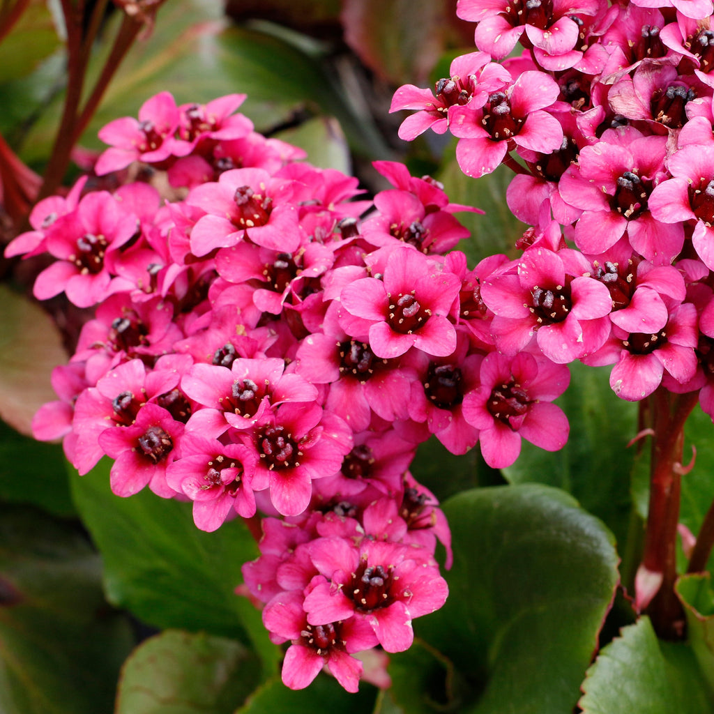 Bergenia Vintage™ 'Pink'