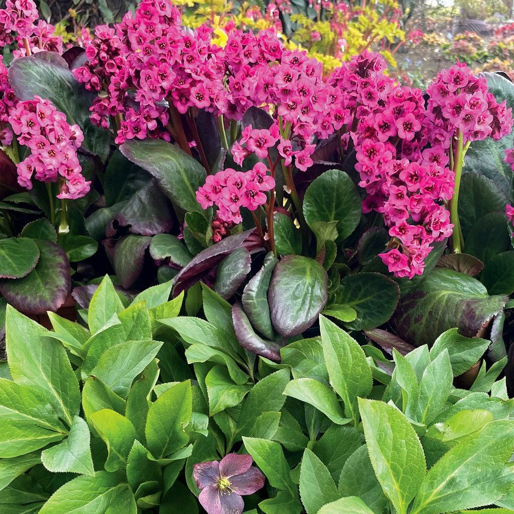 Bergenia Vintage™ 'Pink'