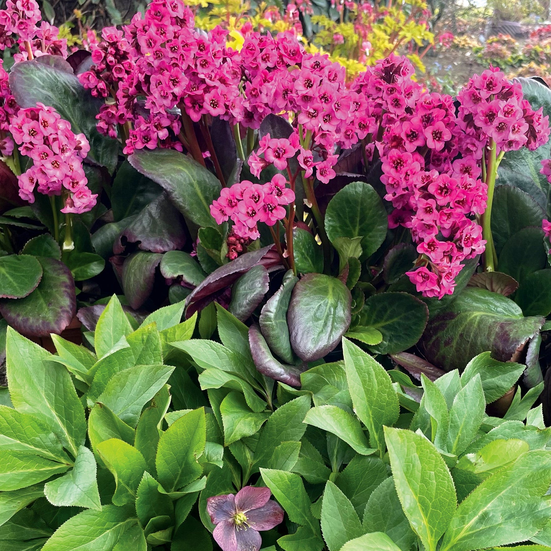 Bergenia Vintage™ 'Pink'