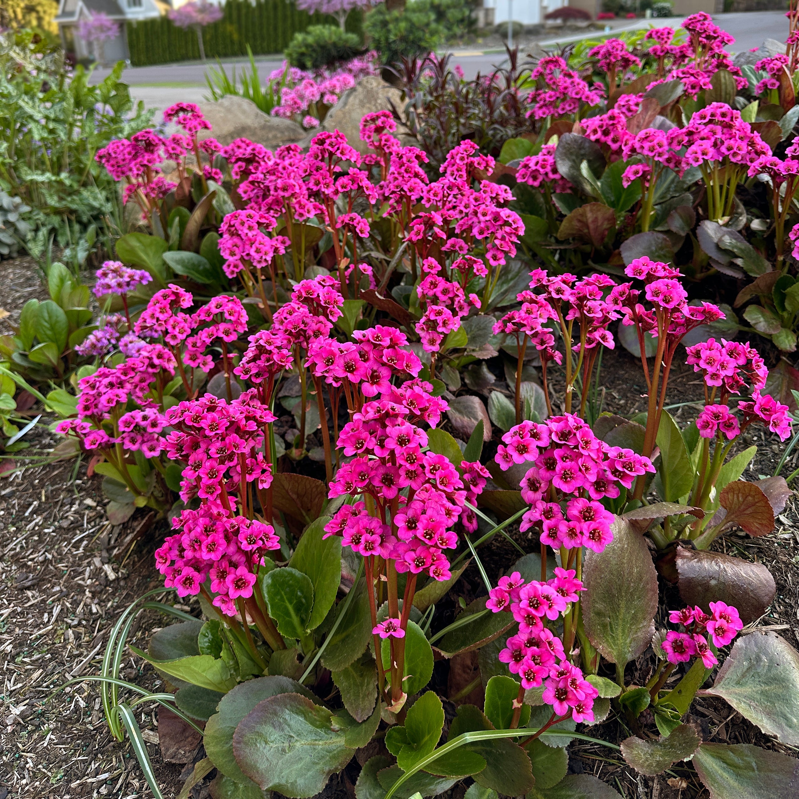 Bergenia Vintage™ 'Pink'