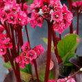 Bergenia Vintage™ 'Rose'
