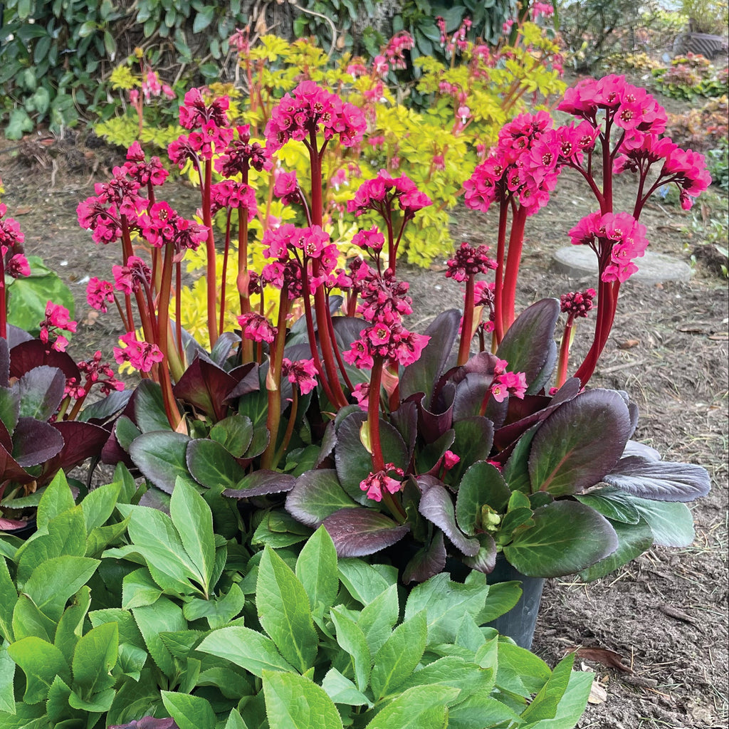 Bergenia Vintage™ 'Rose'
