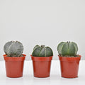 Bishops cap | Astrophytum myriostigma