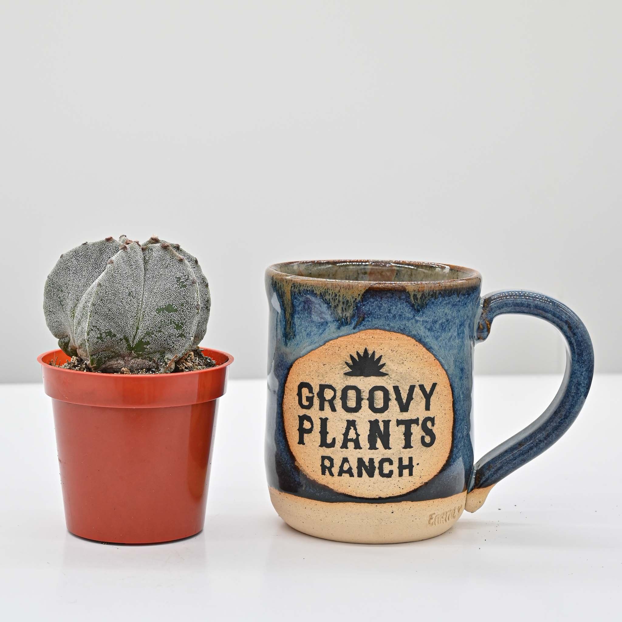 Bishops cap | Astrophytum myriostigma