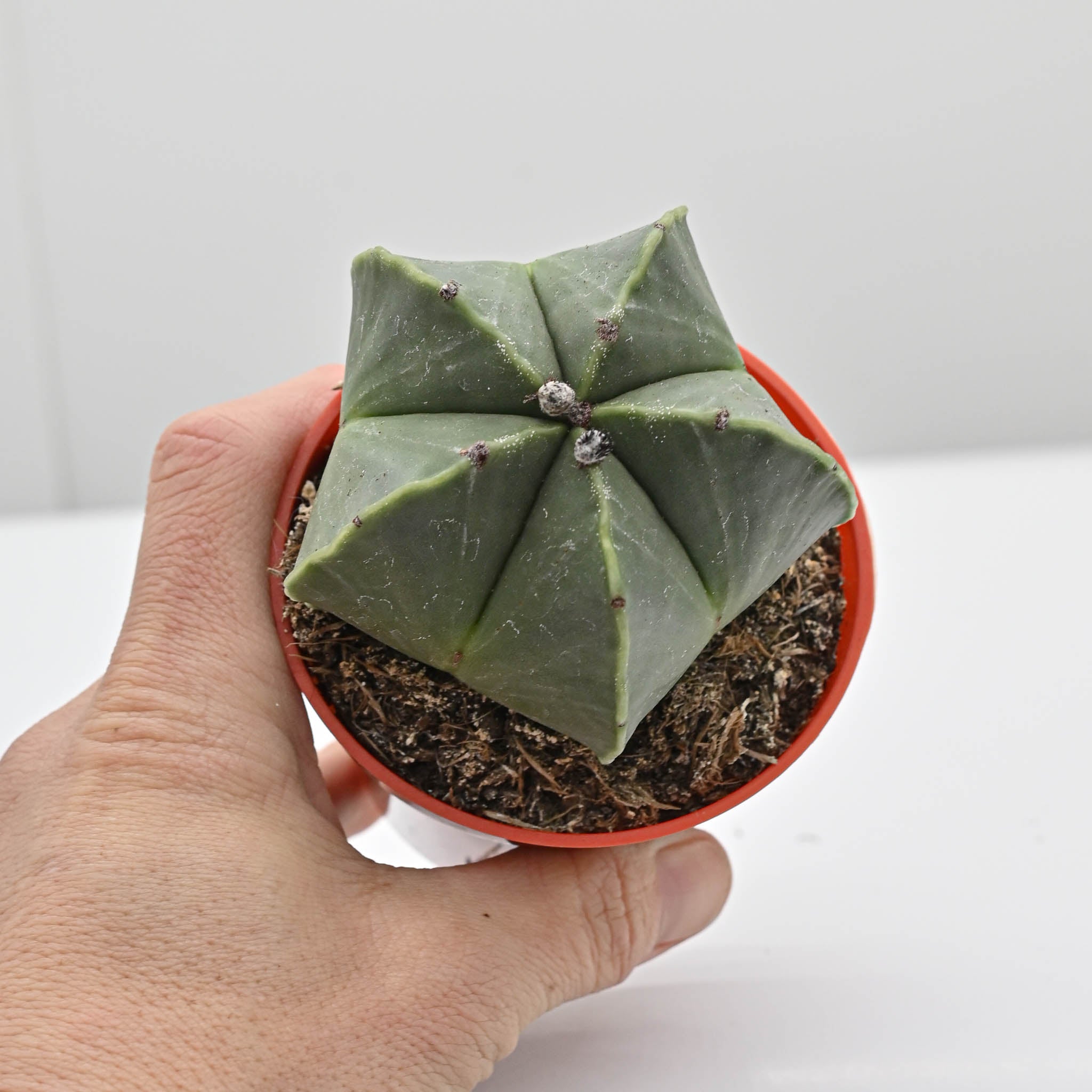Bishops cap | Astrophytum myriostigma