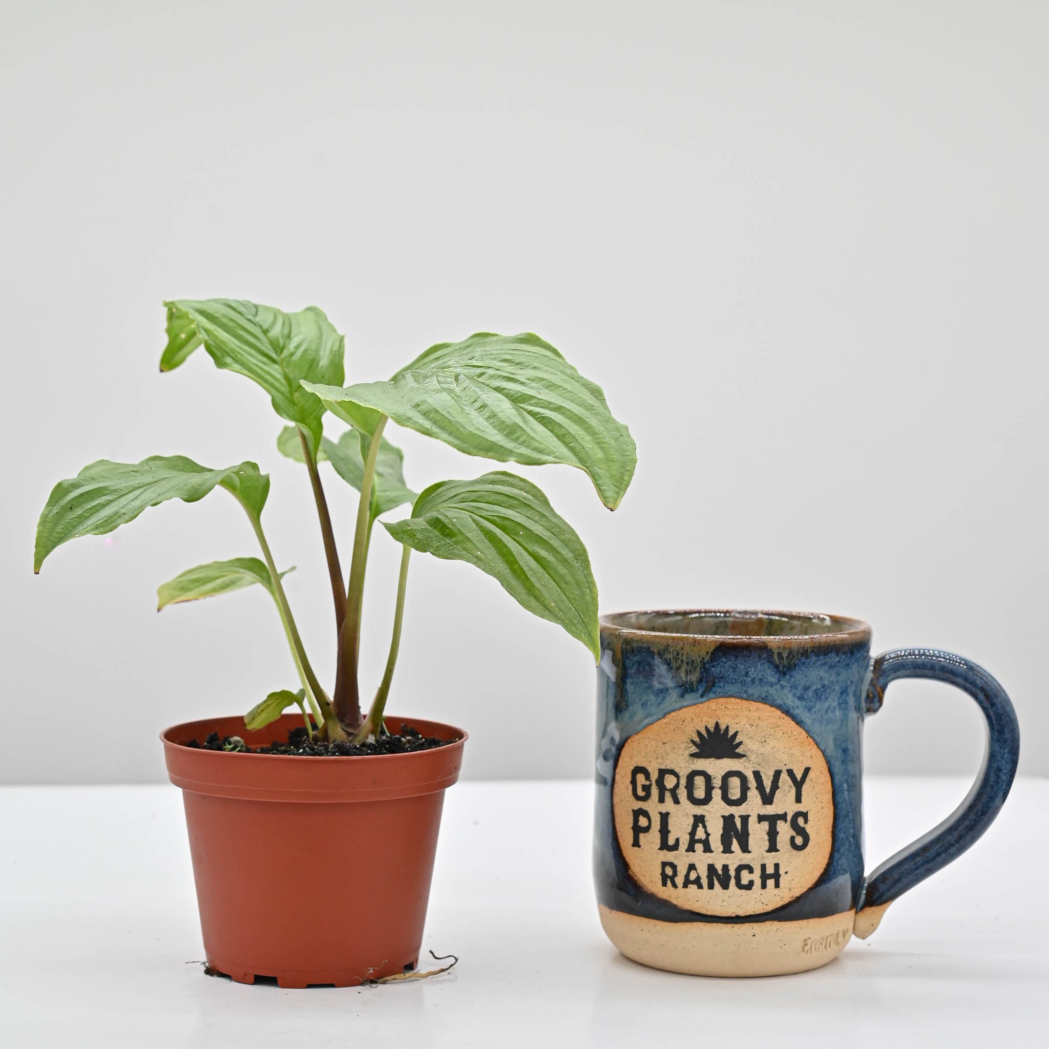 Black Bat Plant | Tacca chantrieri