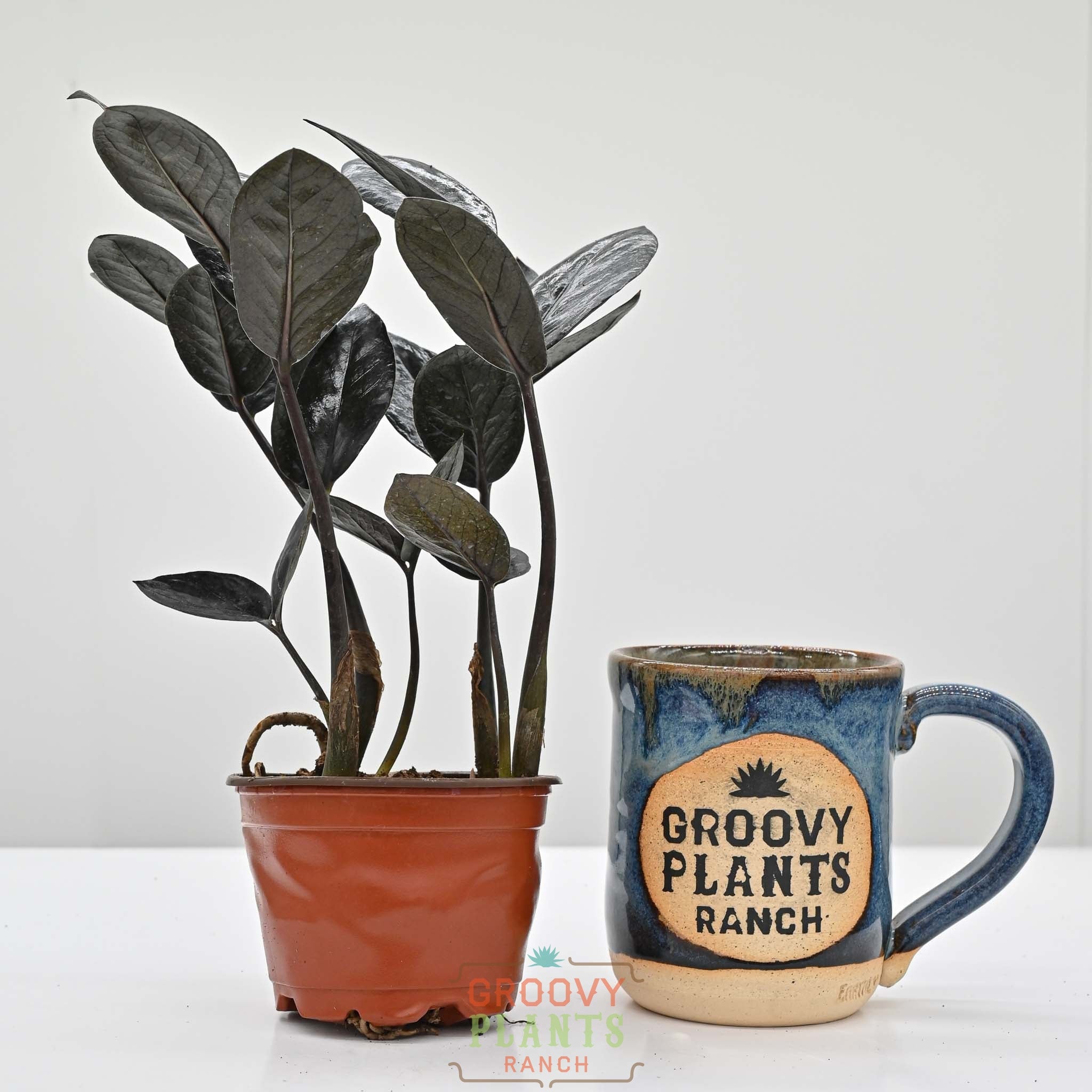 BLACK DESIGN 樹燕 Black ZZ Plant | Zamioculcas zamiifolia 'Black' – The Groovy