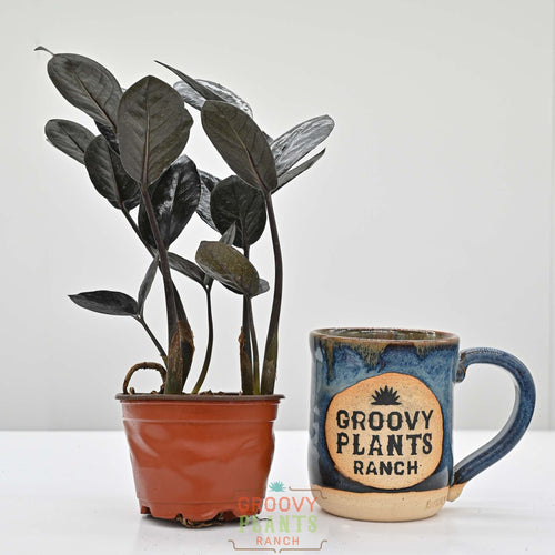 Black ZZ Plant | Zamioculcas zamiifolia 'Black'