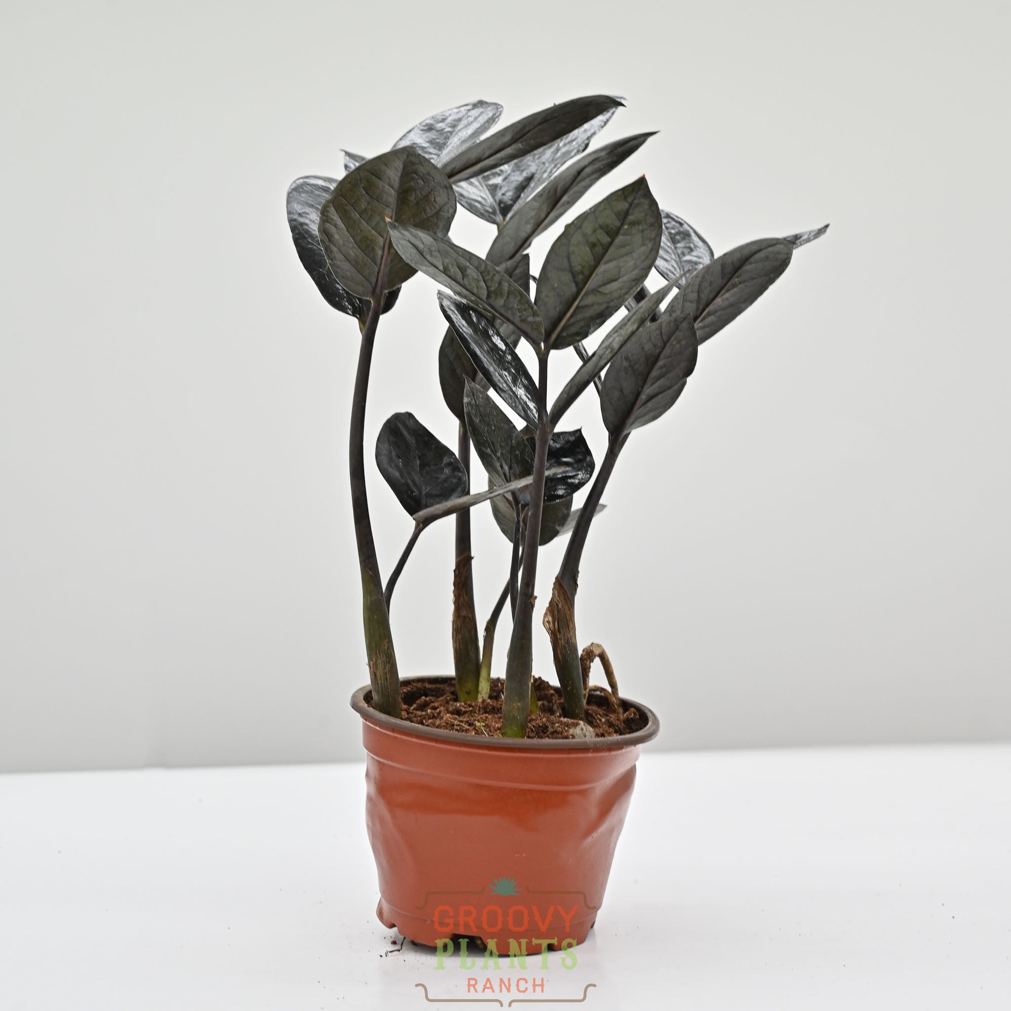 Black ZZ Plant | Zamioculcas zamiifolia 'Black' – The Groovy