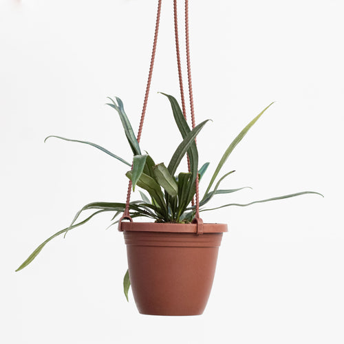 Blue Oil Fern