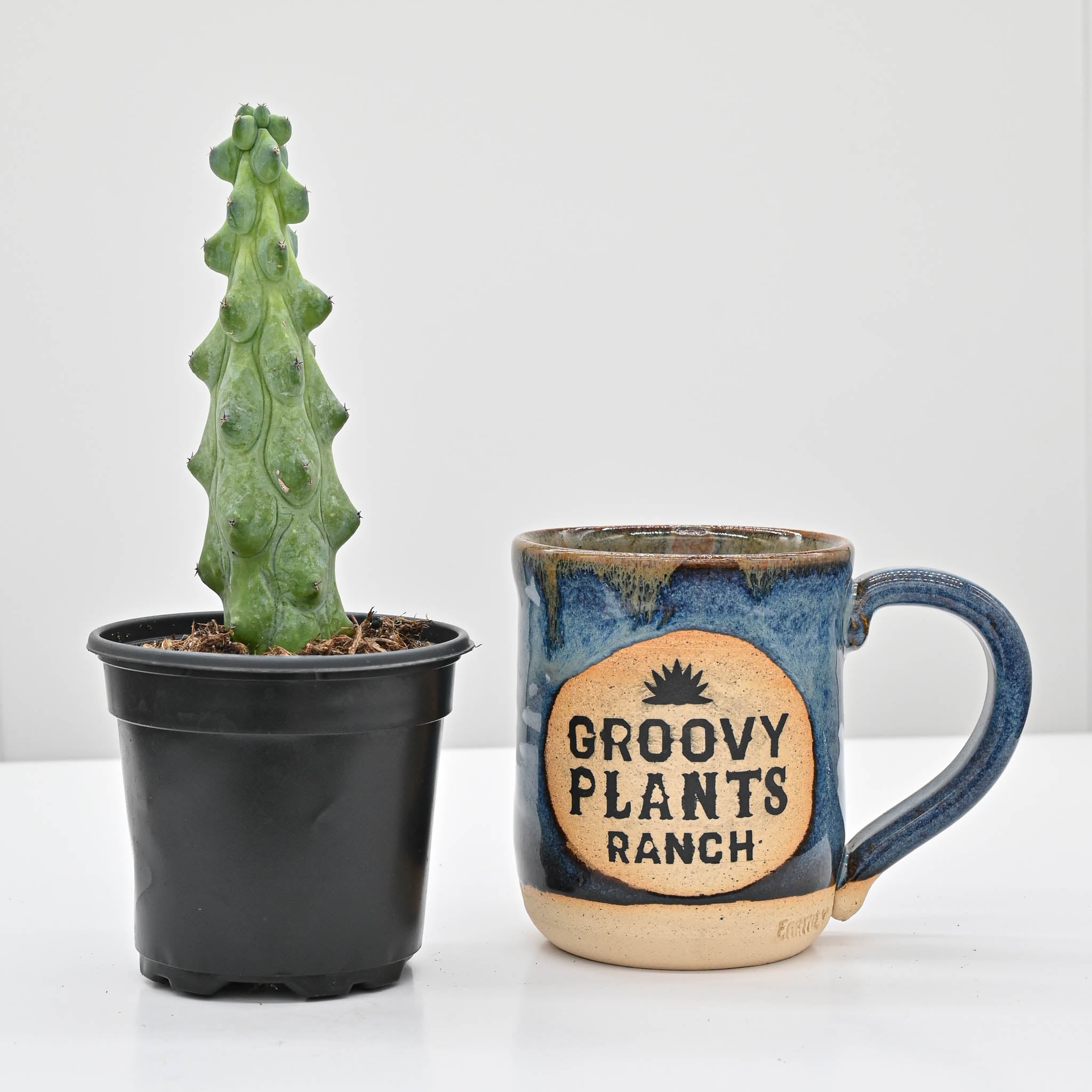 Boobie Cactus | Myrtillocactus geometrizans 'Fukurokuryuzinboku'