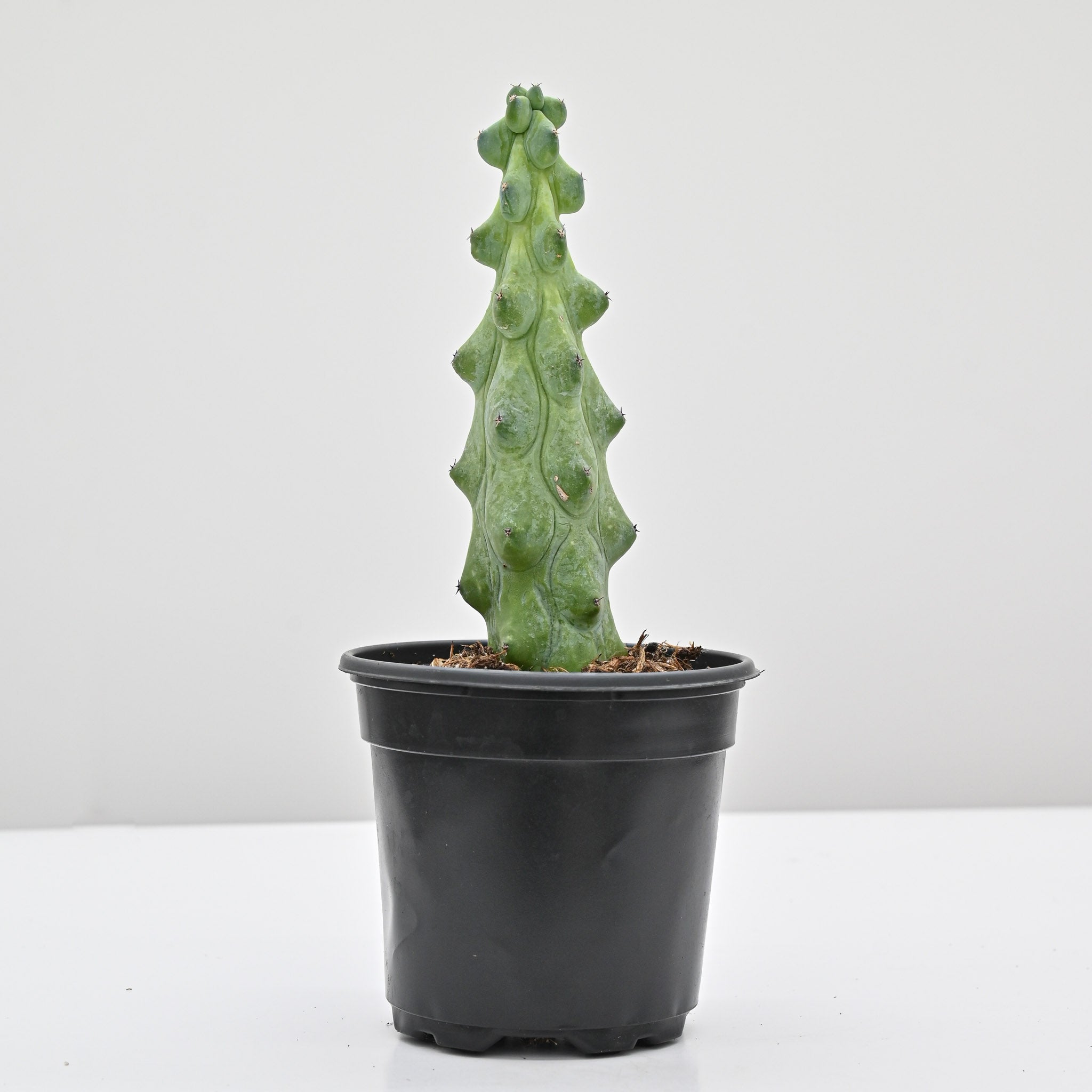 Boobie Cactus | Myrtillocactus geometrizans 'Fukurokuryuzinboku'