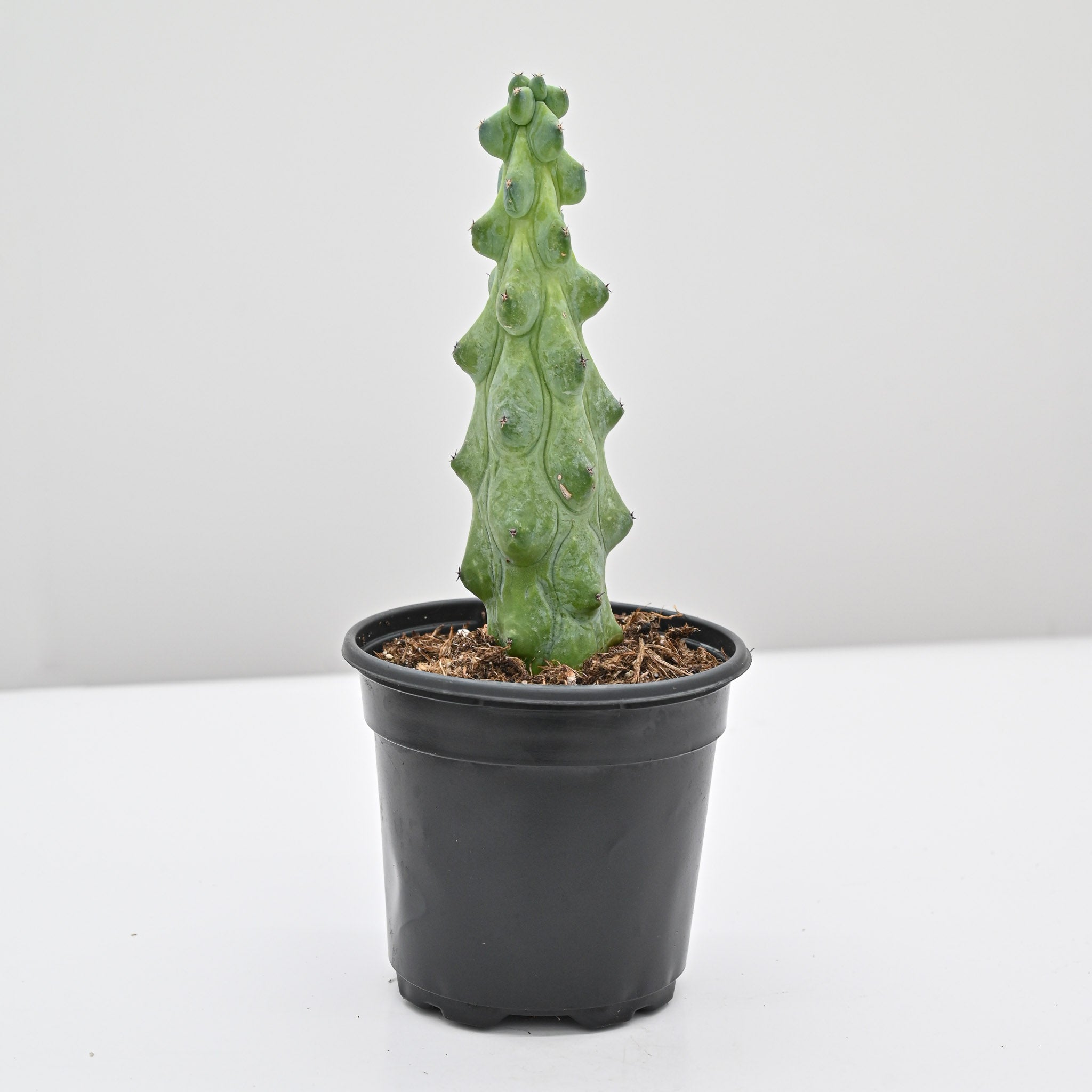 Boobie Cactus | Myrtillocactus geometrizans 'Fukurokuryuzinboku'