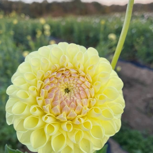 'Boom Boom' Dahlia ~ 3 Tubers