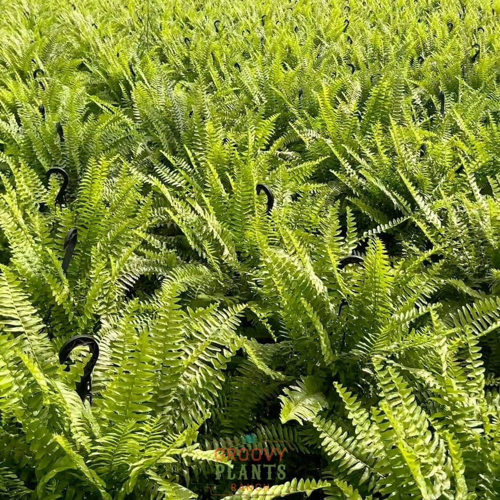 Boston Fern ~ Hefty Hanging Basket for Preorder