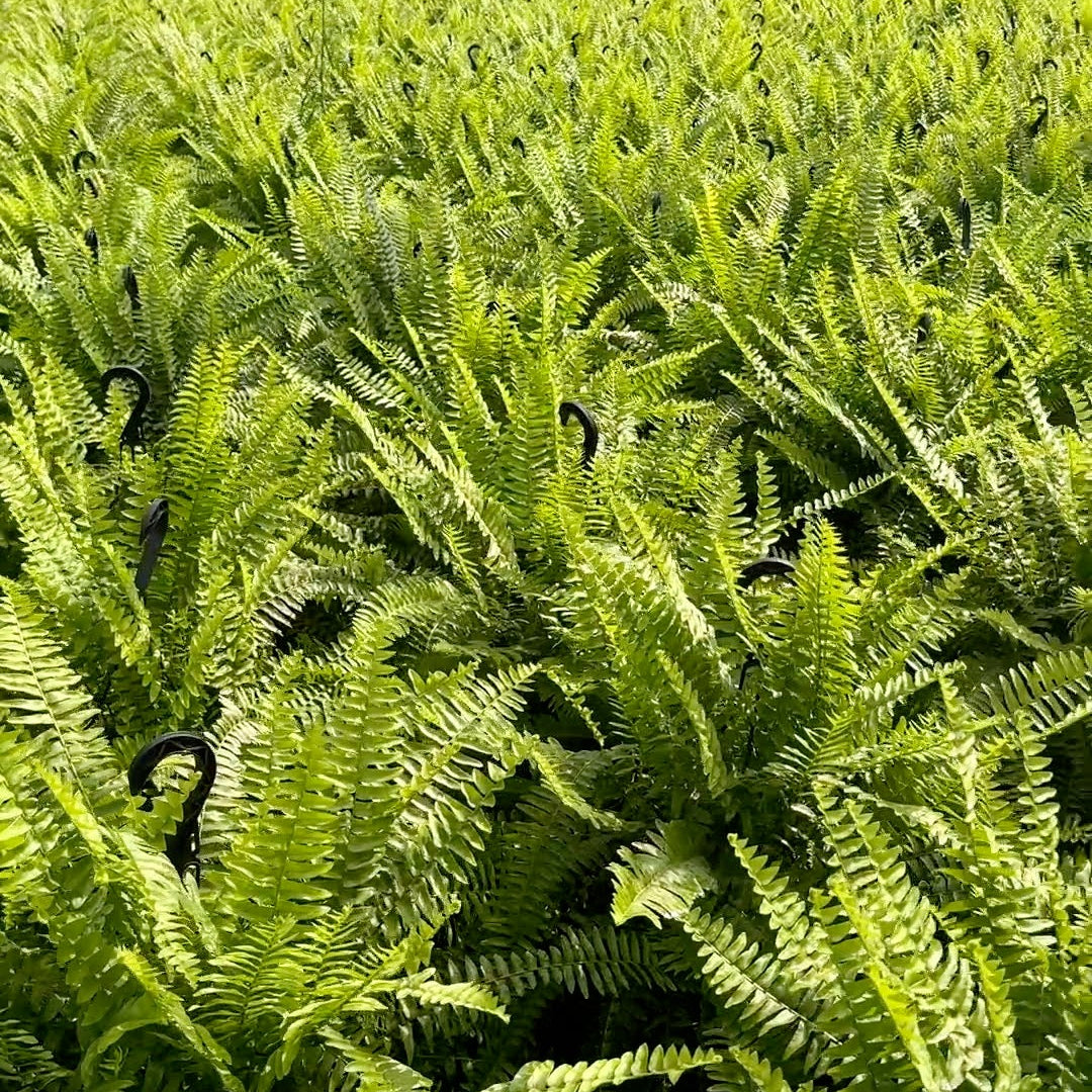 Boston Fern ~ Frond-tastic Sea of 6 Hefty Hanging Baskets for Preorder