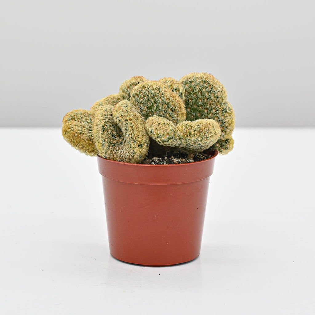 Brain Cactus | Mammillaria elongata cristata