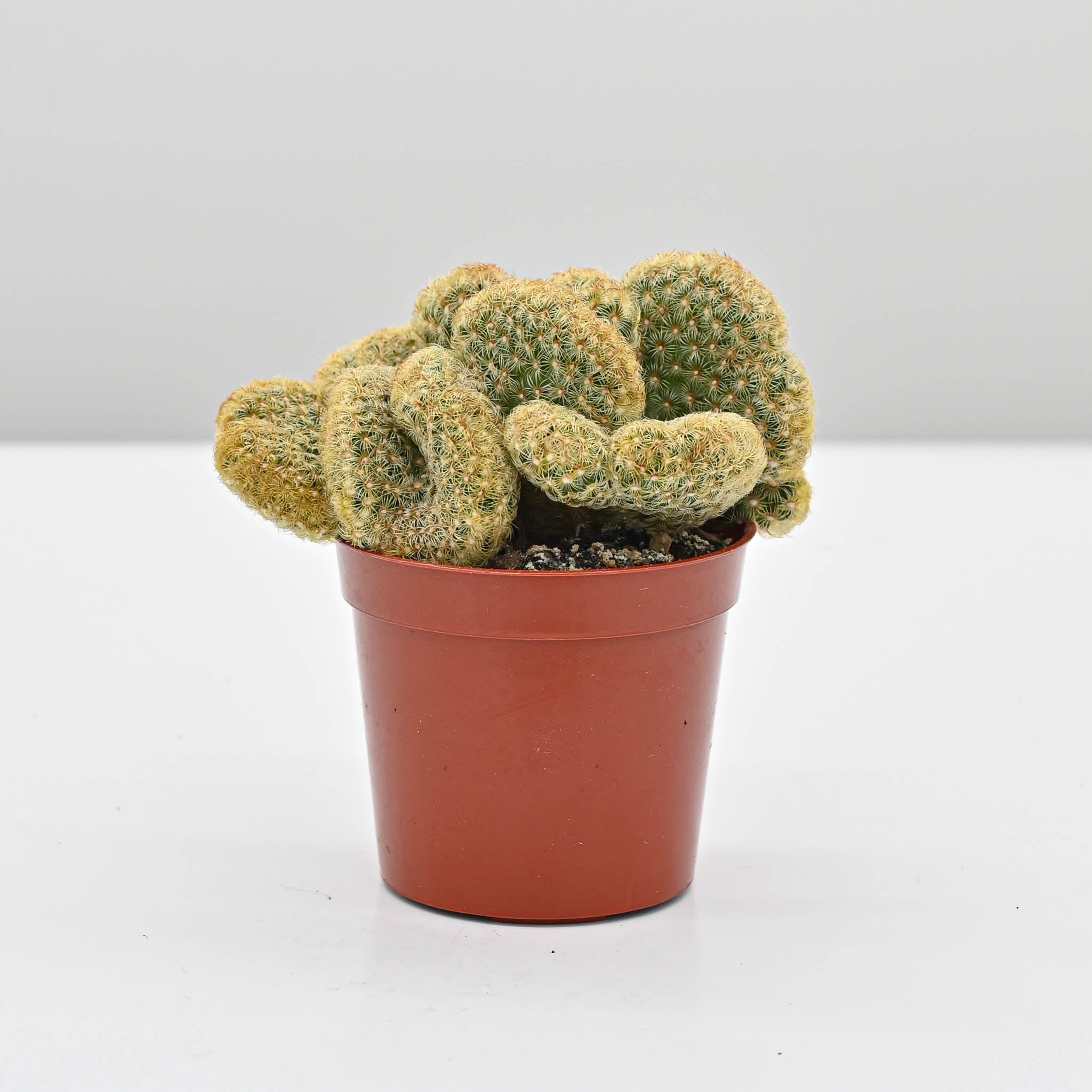 Brain Cactus | Mammillaria elongata cristata