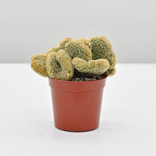 Brain Cactus | Mammillaria elongata cristata