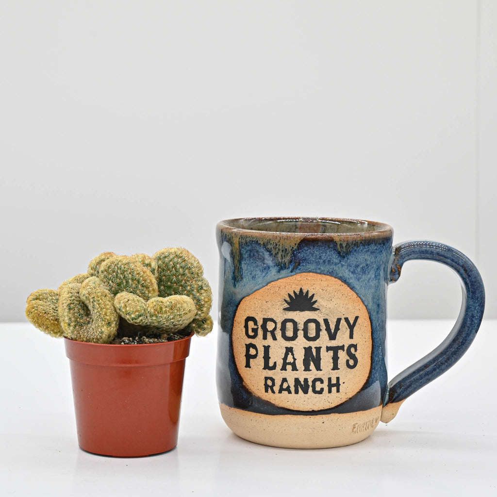 Brain Cactus | Mammillaria elongata cristata