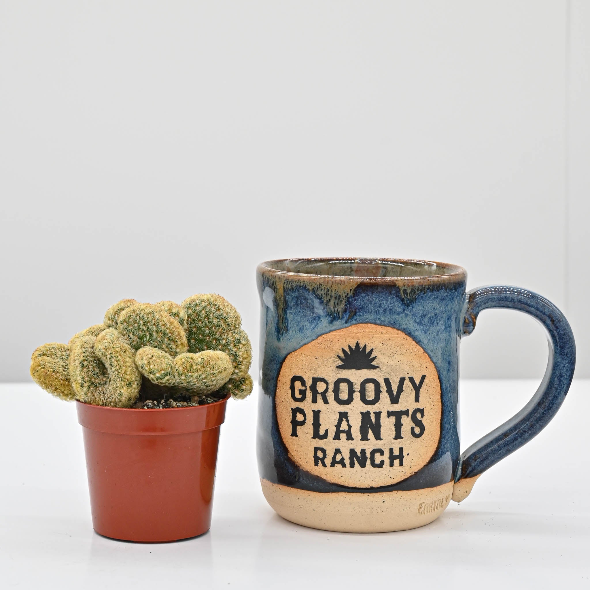 Brain Cactus | Mammillaria elongata cristata