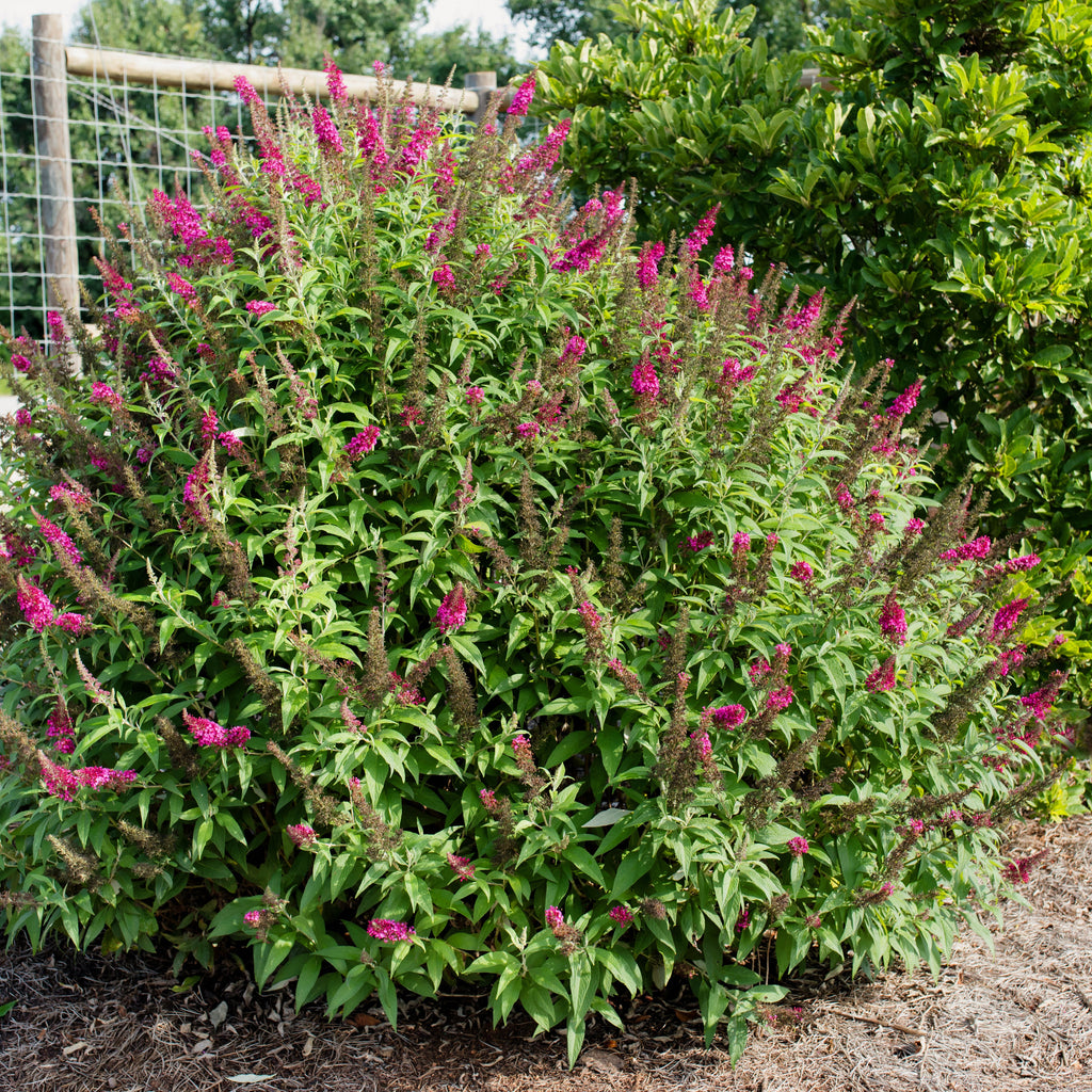Butterfly Bush Funky Fuchsia™