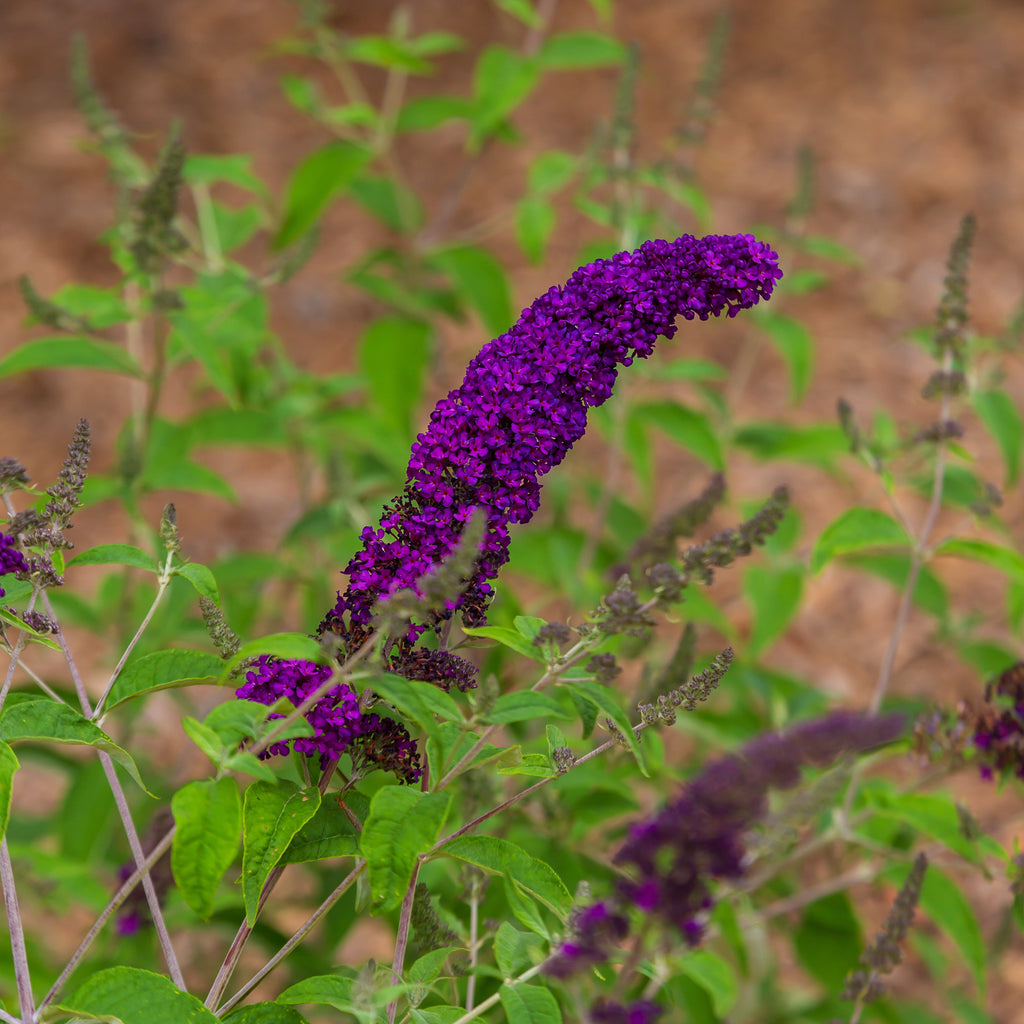Butterfly Bush Groovy Grape™