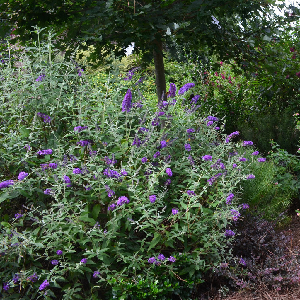 Butterfly Bush Groovy Grape™