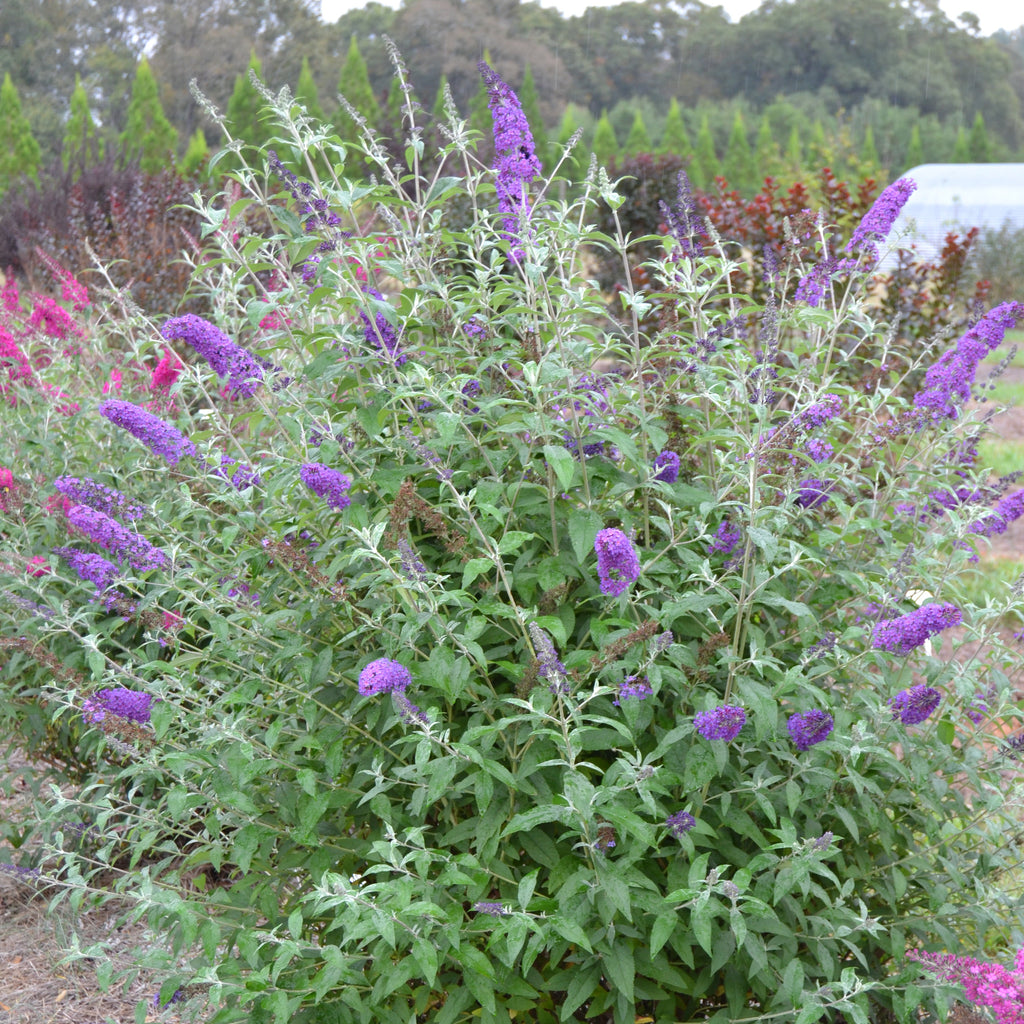 Butterfly Bush Psychedelic Sky™