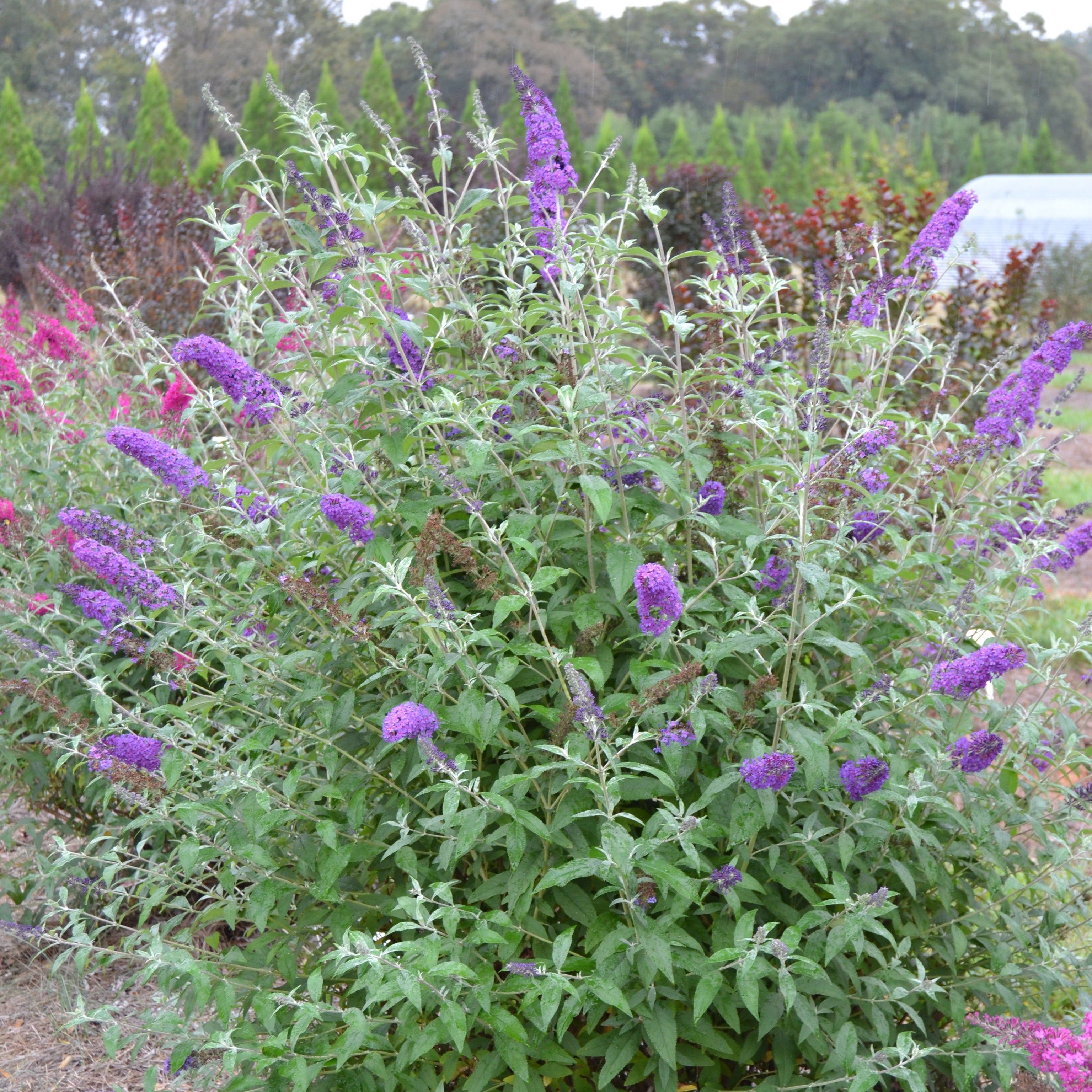 Butterfly Bush Psychedelic Sky™
