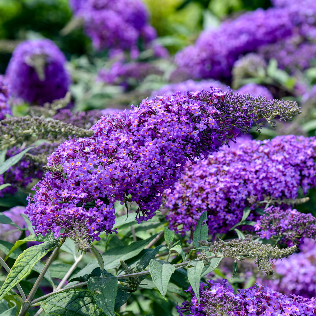 Buddleia 'Violet Cascade' Butterfly Bush | Order Online for Instore Pi | Groovy Plants LLC