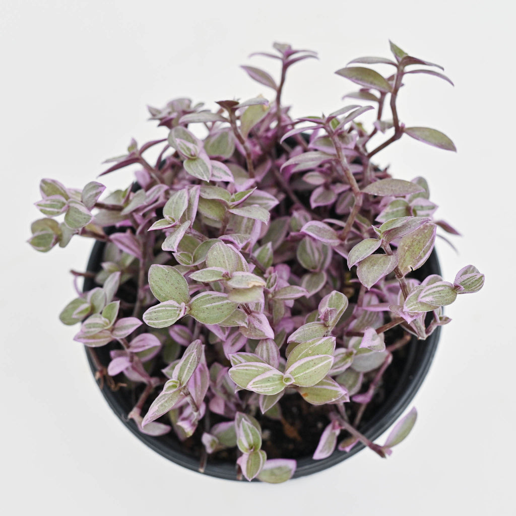 Pink Lady Vine | Callisia repens 'Pink Panther'