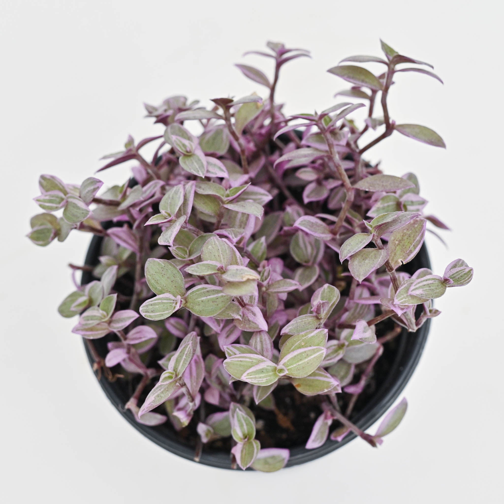 Pink Lady Vine | Callisia repens 'Pink Panther'