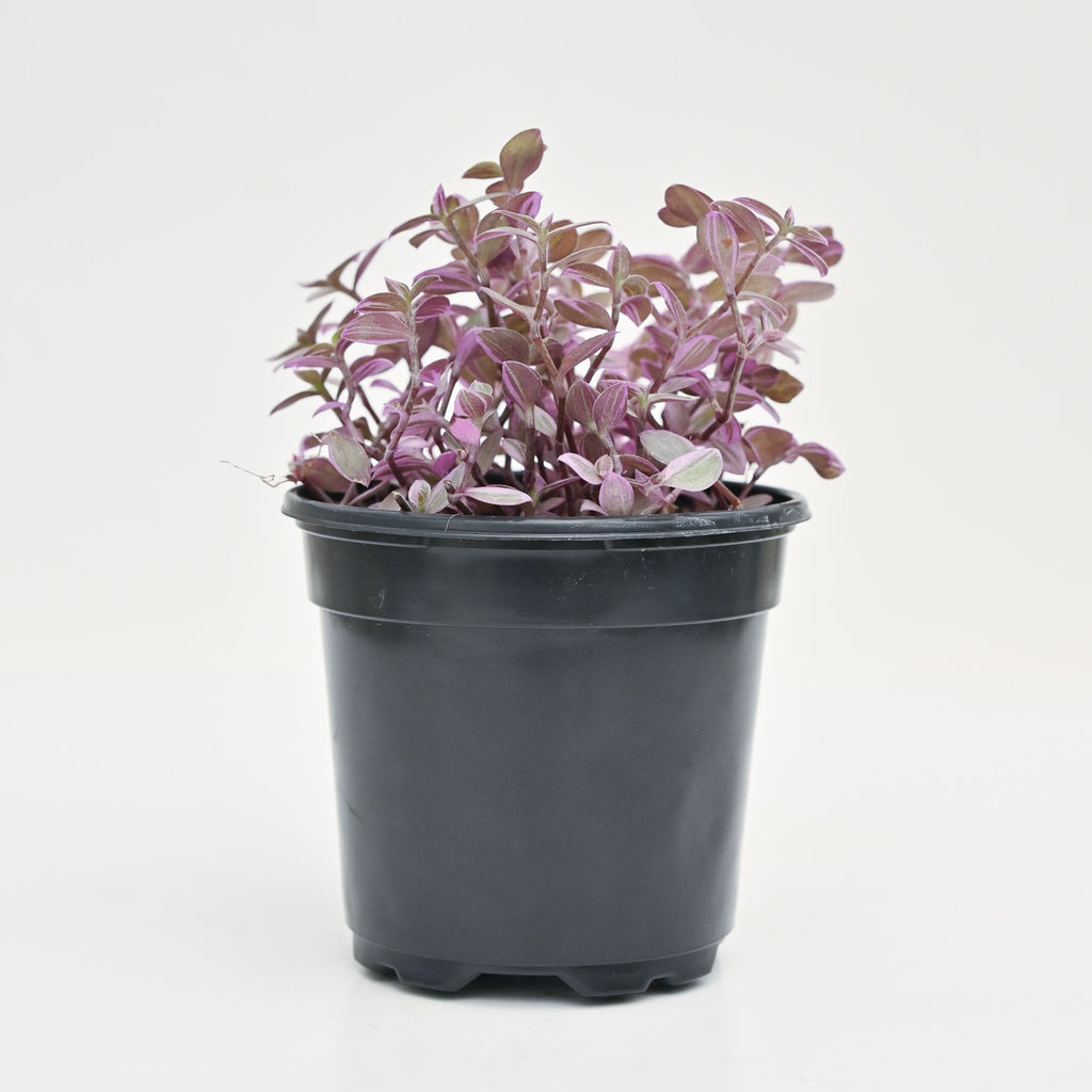 Pink Lady Vine | Callisia repens 'Pink Panther'