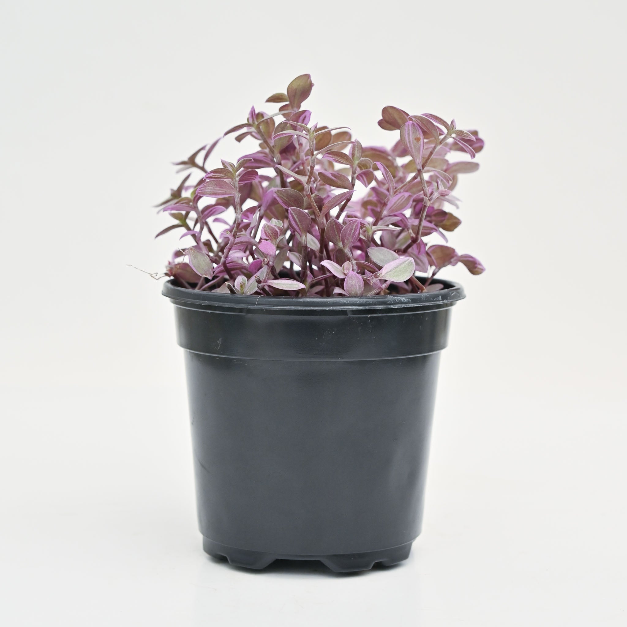 Pink Lady Vine | Callisia repens 'Pink Panther'