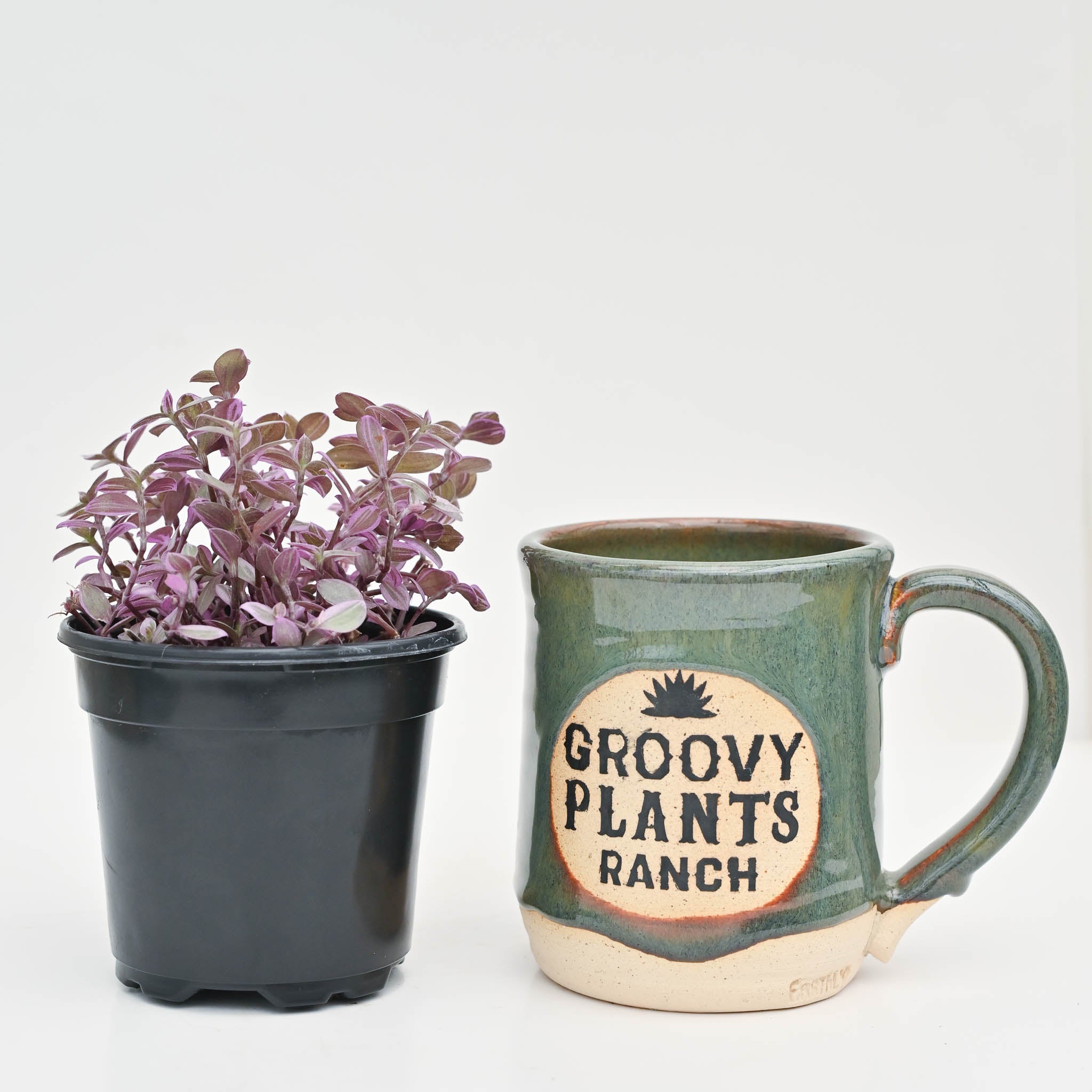 Pink Lady Vine | Callisia repens 'Pink Panther'