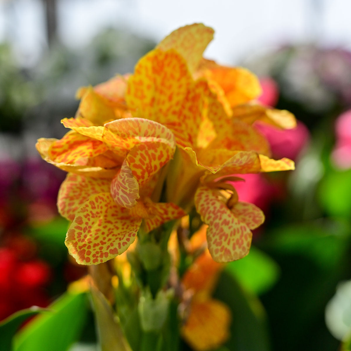 Canna Lily 'Golden Leopard' ~ Field of 24 Hefty Plants for Preorder