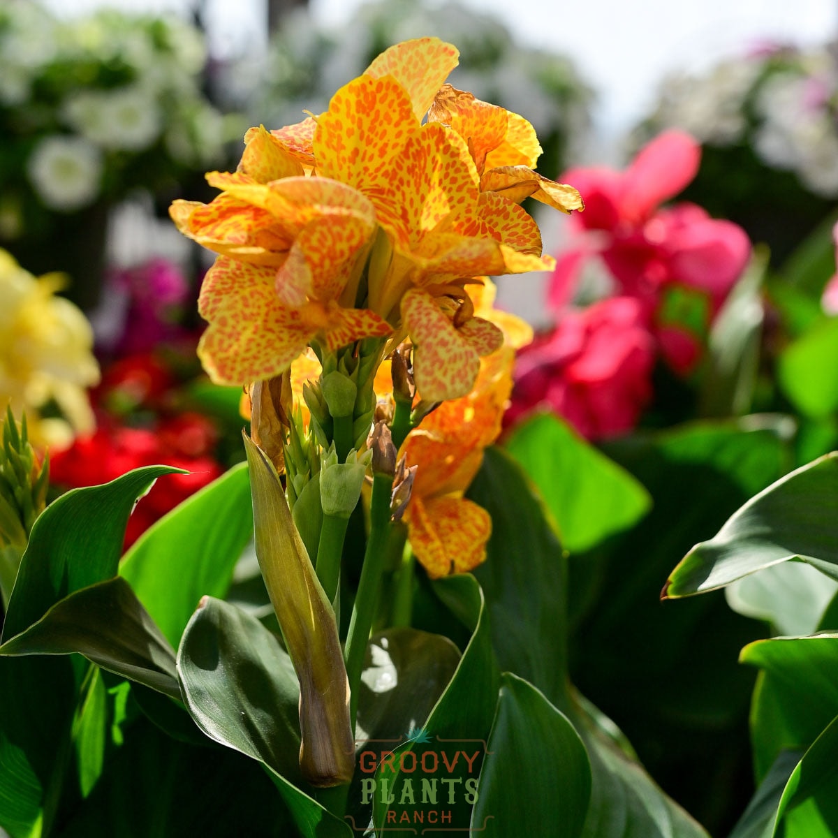 Canna Lily 'Golden Leopard' ~ Trio of 3 Hefty Plants for Preorder