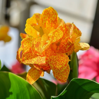 Canna Lily 'Golden Leopard' ~ Field of 24 Hefty Plants for Preorder