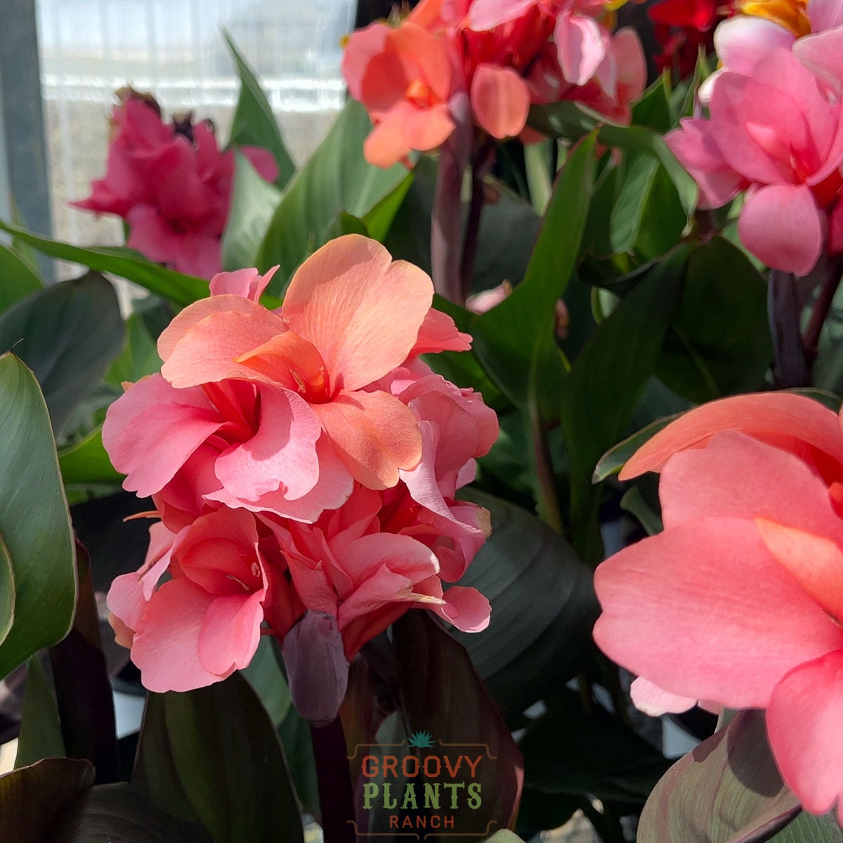 Canna Lily 'Bronze Peach' ~ Field of 24 Hefty Plants for Preorder