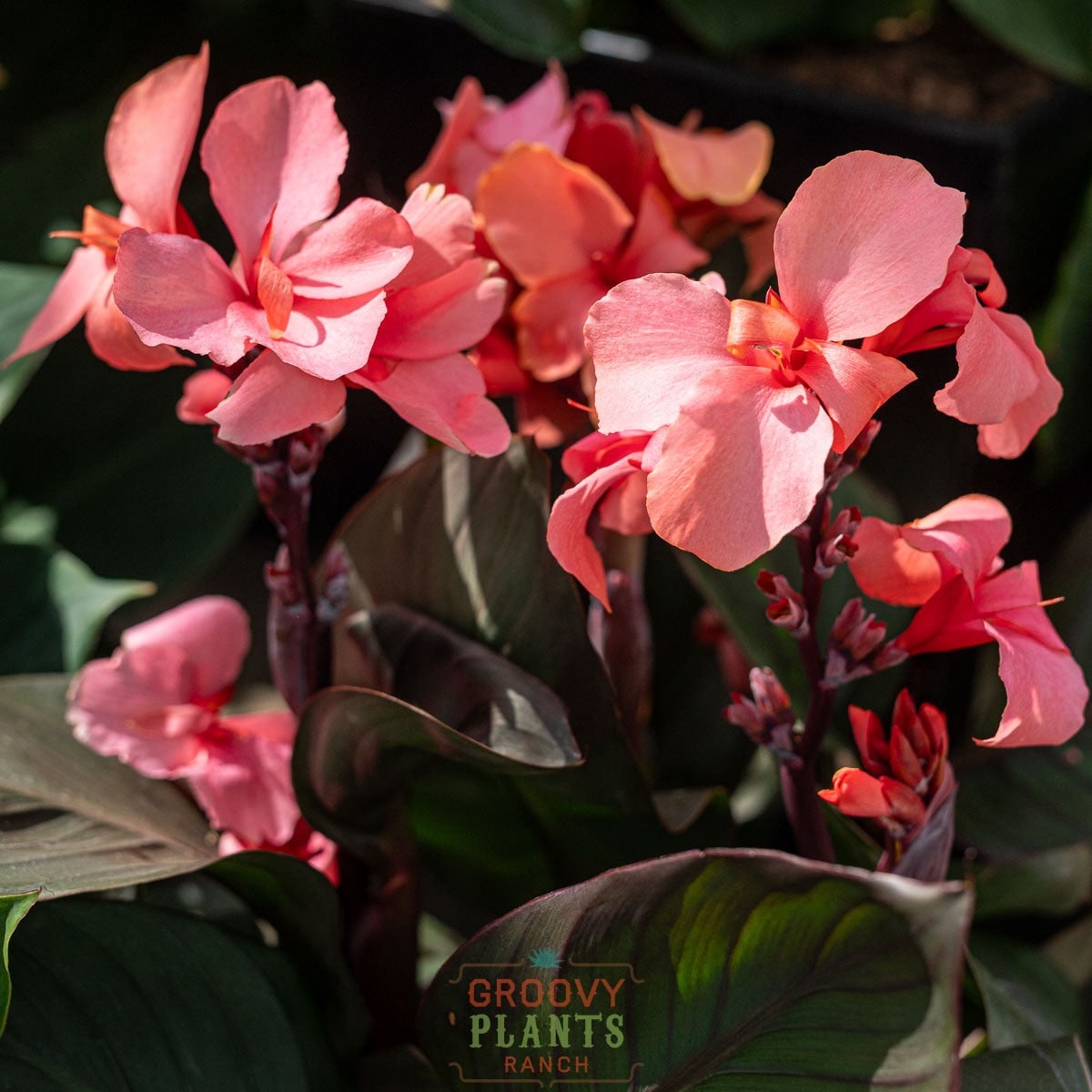 ぱぱさん専用 / Floraison Canna Lily 'Bronze Peach' ~ Field of 24 Hefty Plants for Preorder