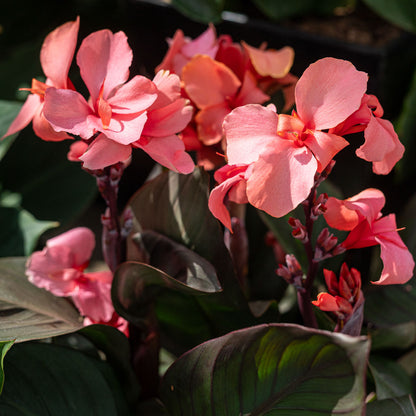 Canna Lily 'Bronze Peach' ~ Trio of 3 Hefty Plants for Preorder