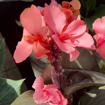 Canna Lily 'Bronze Peach' ~ Trio of 3 Hefty Plants for Preorder