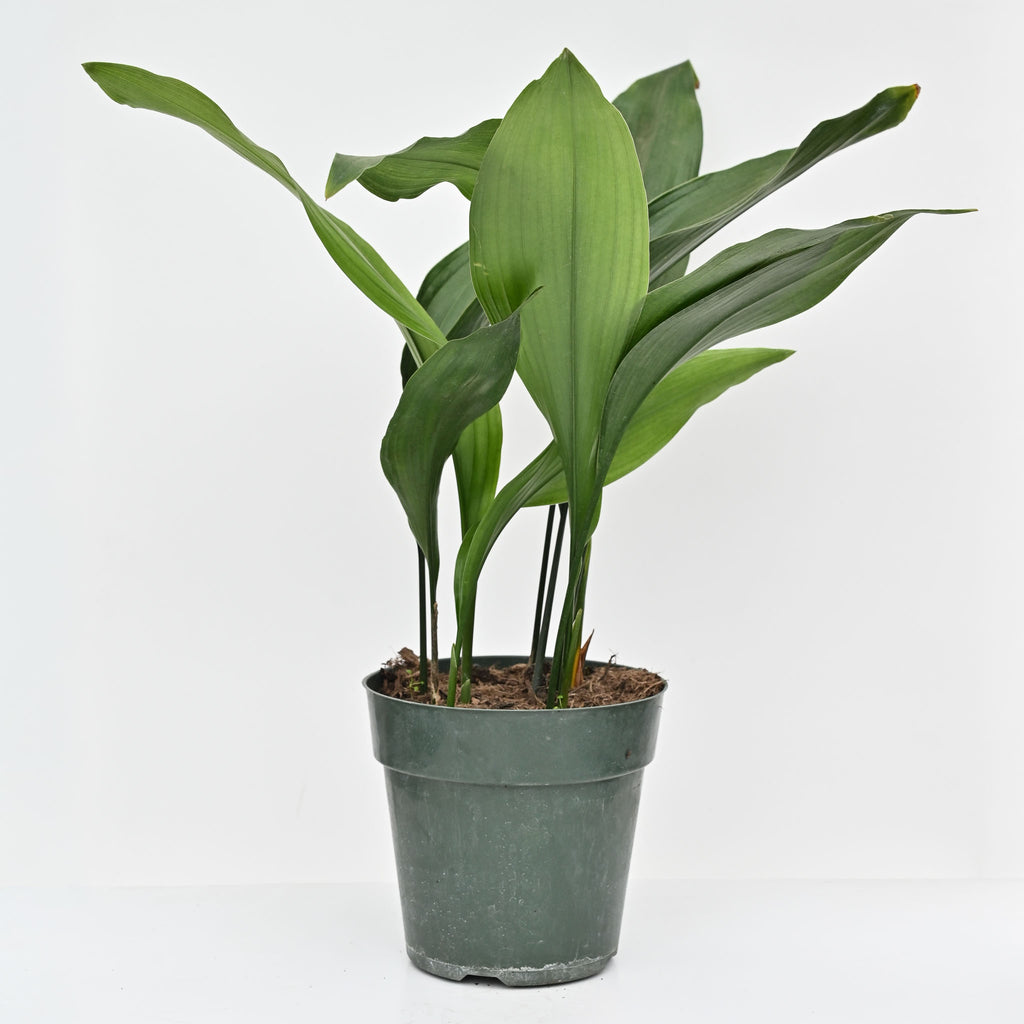 Cast Iron Plant | Aspidistra elatior