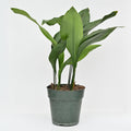 Cast Iron Plant | Aspidistra elatior