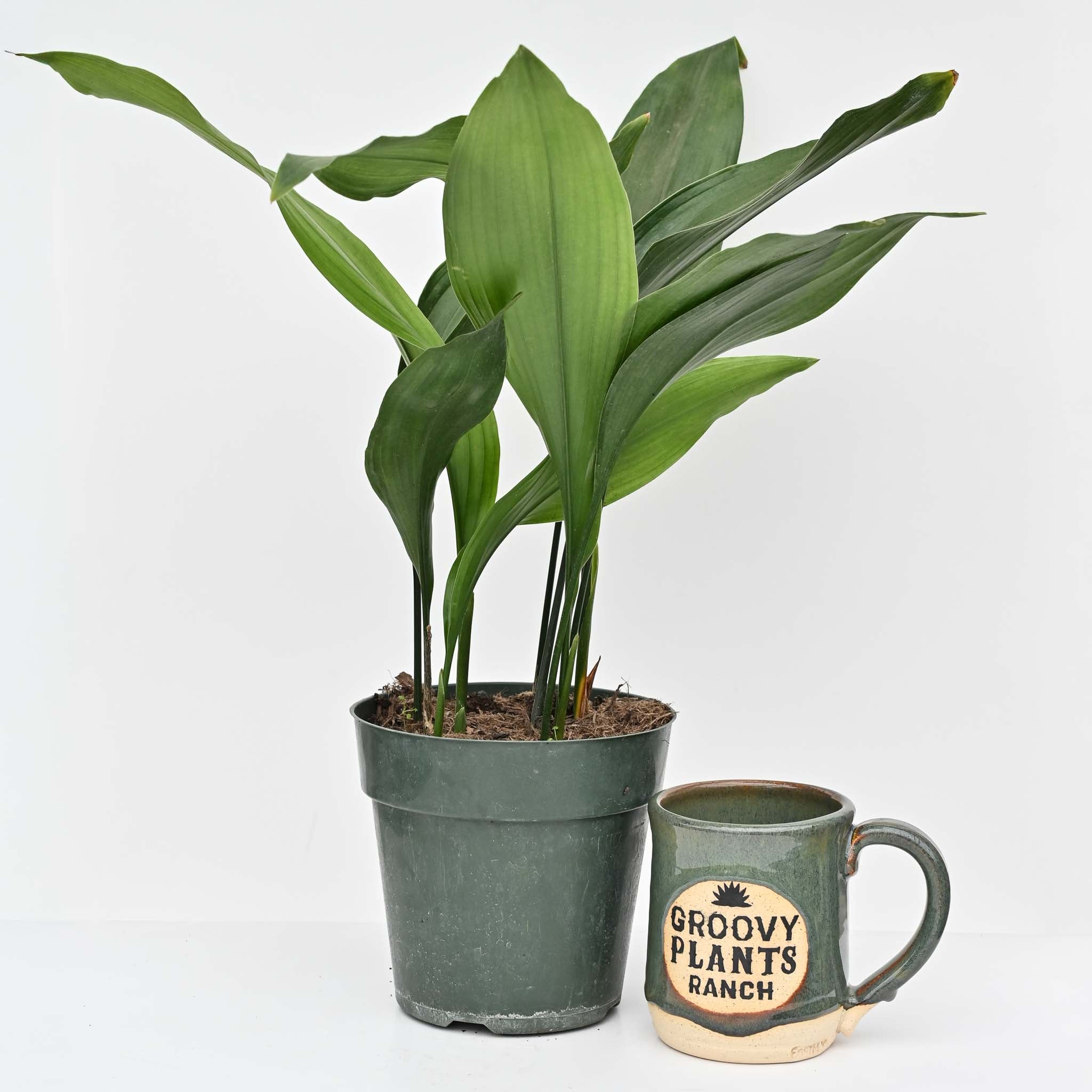 Cast Iron Plant | Aspidistra elatior