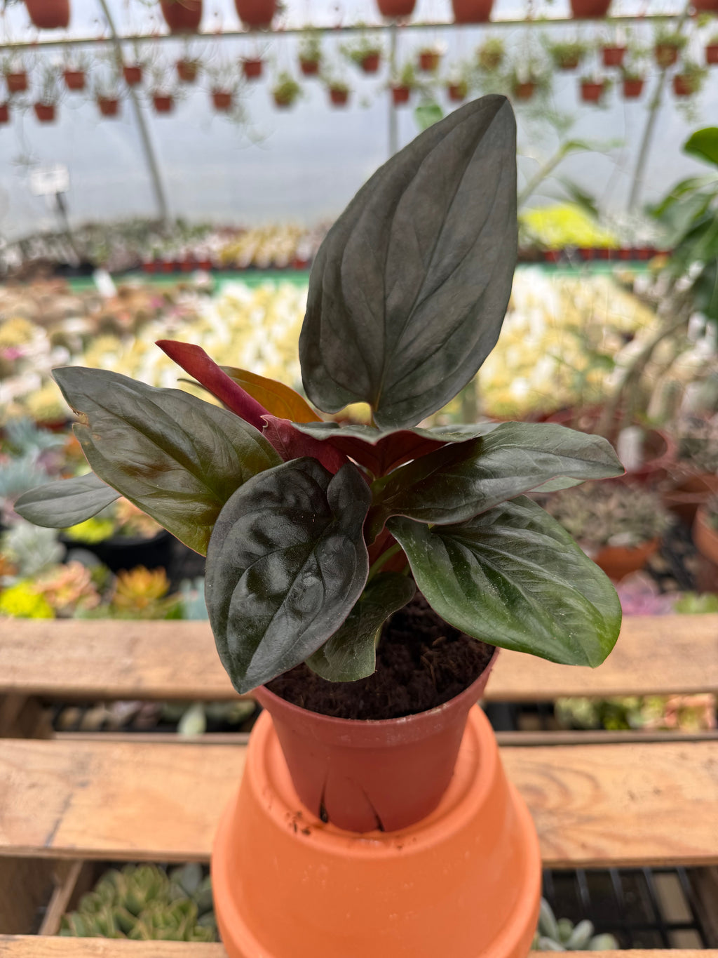 Syngonium erythrophyllum ‘Red Arrow’